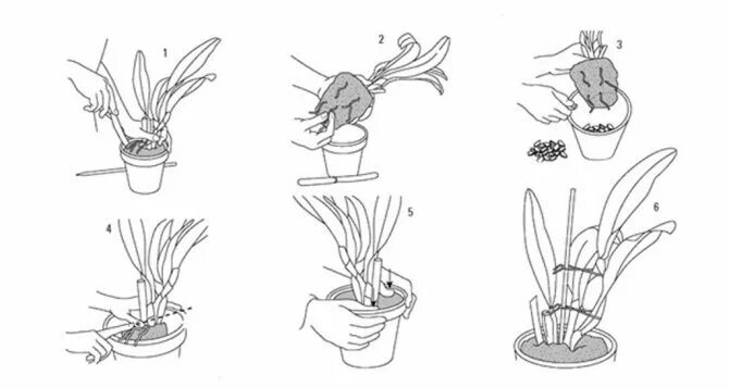 Инструкция как пересадить цветок. Декабрист цветок укоренение. Декабрист размножение. Декабрист бонсай. Декабрист цветок размножение.