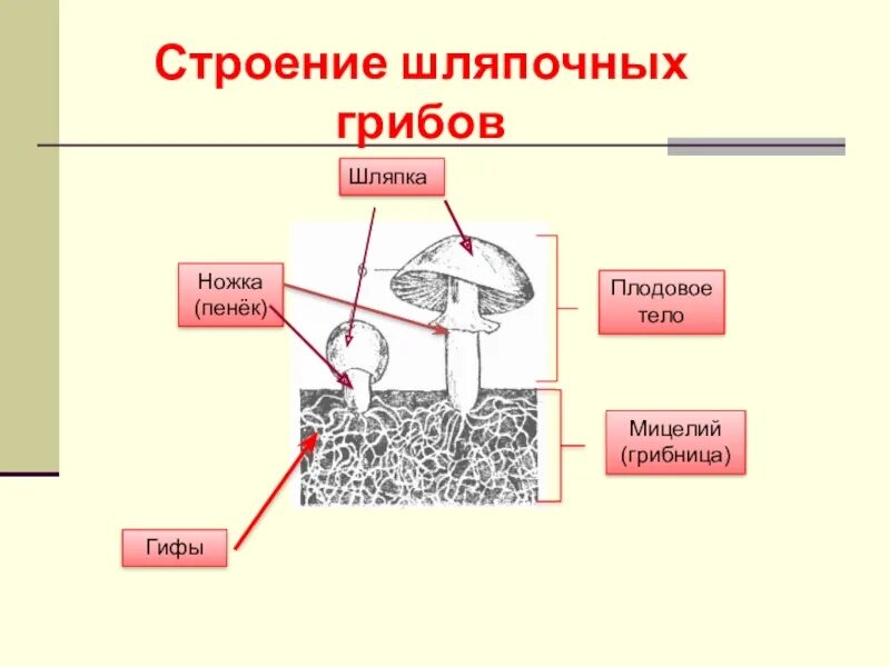 Какое строение шляпочного гриба. Строение шляпочного гриба строение. строение грибницы мицелия. строение гриба грибница.
