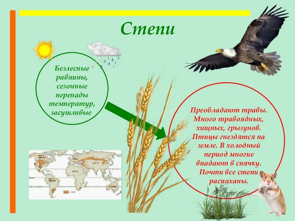 Мир животных и растений презентация