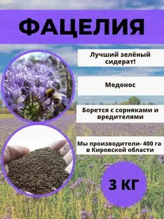 Сидерат фацелия описание достоинства и недостатки