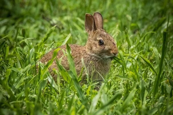 Rabbit in Meadow Animals, Animal photography, Rabbit