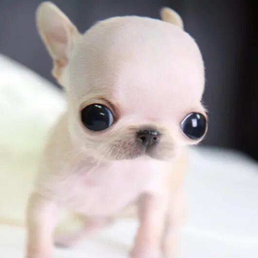 Eyebrows Chihuahua dogs clothes, Chihuahua dogs, Chihuahua
