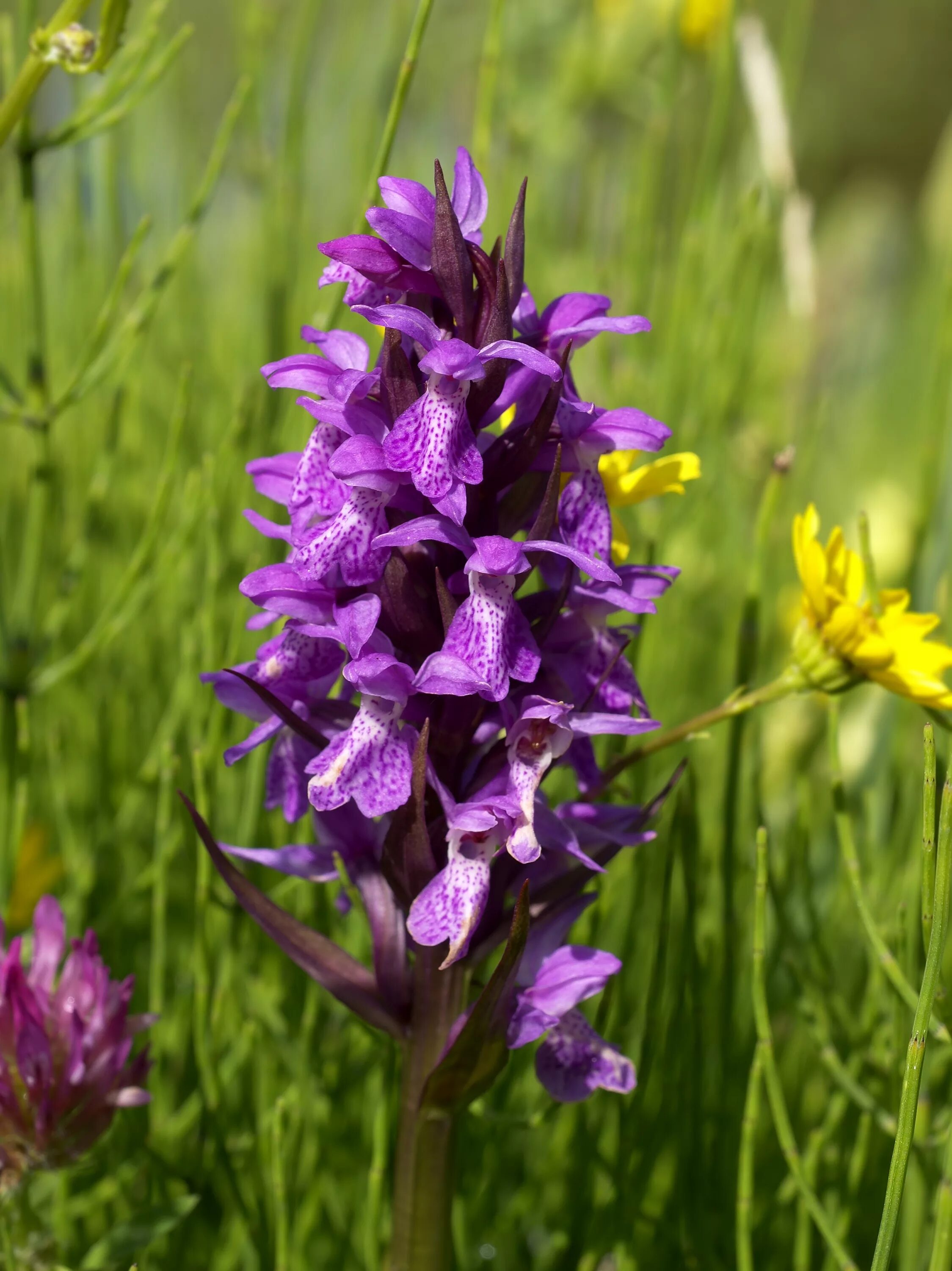 Ятрышник фото. Северная Орхидея ятрышник. Пальчатокоренник Майский (Dactylorhiza Majalis). Пальчатокоренник Руссова. Пальцекорник Руссова.