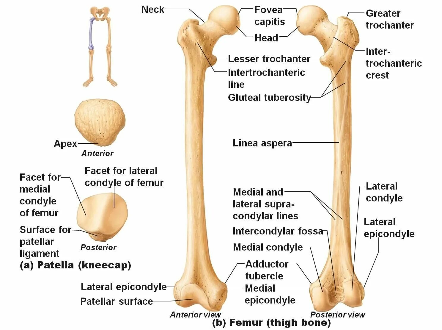 С какими костями соединяется бедренная кость. Бедренная кость анатомия человека Синельников. Строение бедренной кости человека анатомия. Бедренная кость анатомия мед универ. Бедренная кость кость анатомия.