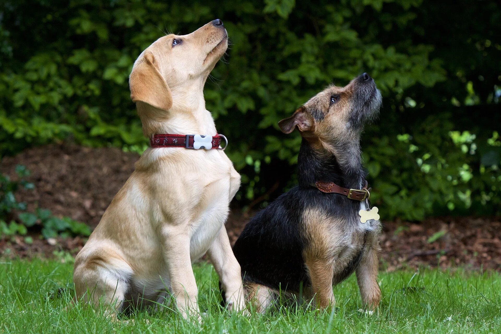 Dog pairing