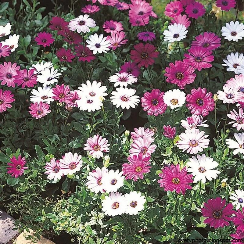 Светолюбивые однолетники. Цинерария гибридная цветущая. Цветы однолетники названия. Остеоспермум пассион. Цветы однолетники названия.