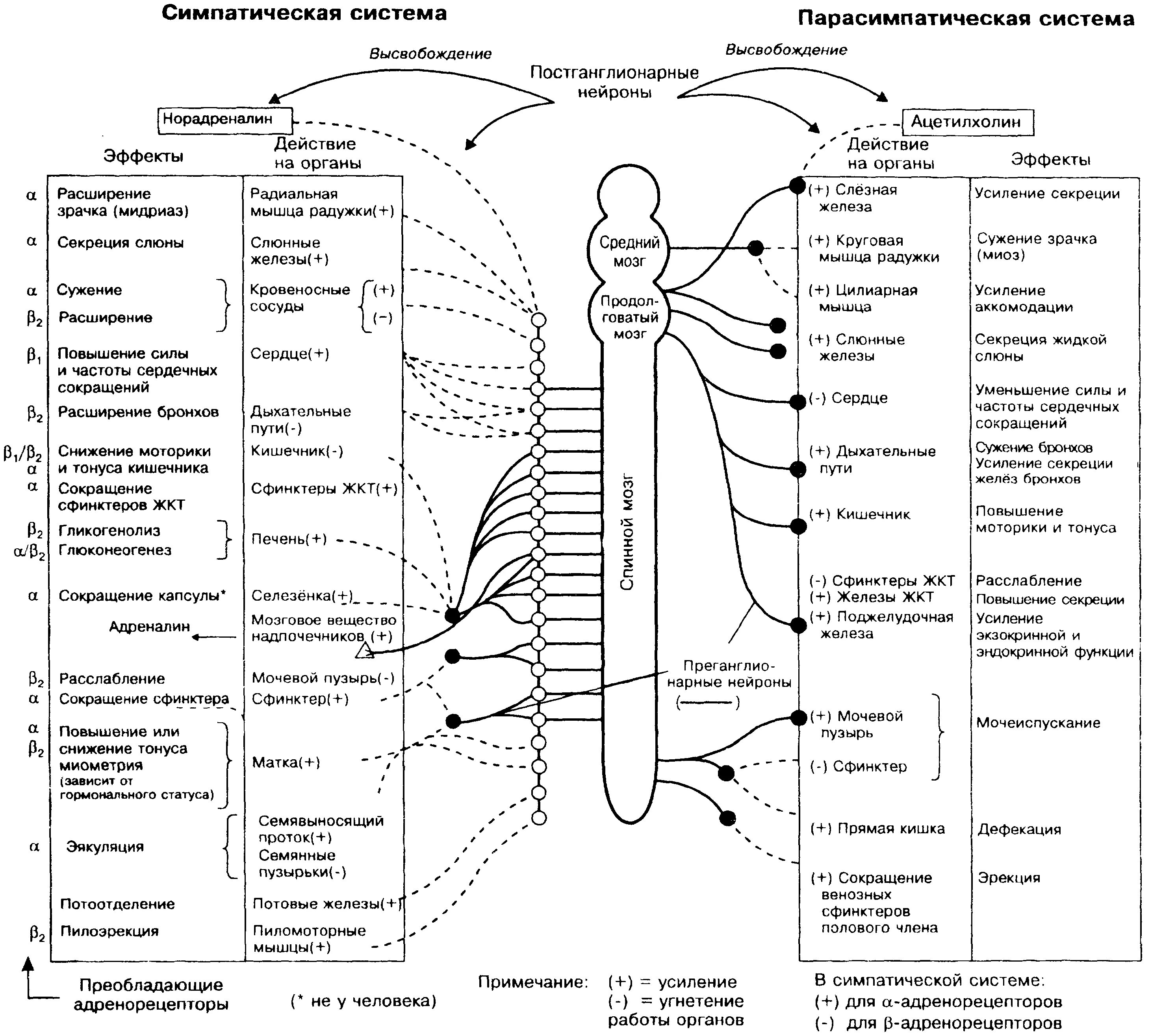Парасимпатическая вегетативная нервная система функции. Строение симпатического отдела вегетативной нервной системы схема. Схема симпатической и парасимпатической нервной системы. Нервная система человека схема симпатическая и парасимпатическая. Вегетативная нервная система человека строение и функции таблица.