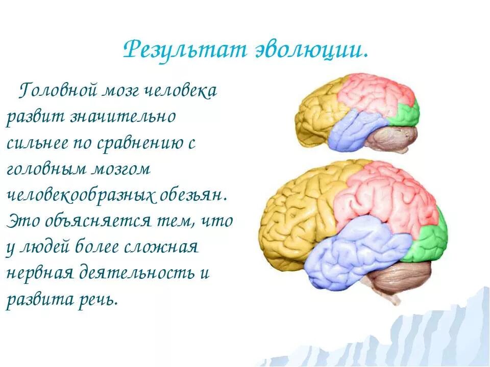 Какой мозг у приматов. Мозг человека и приматов. Мозг человека и мозг обезьяны. Отделы мозга у обезьян. Мозг обезьяны строение.