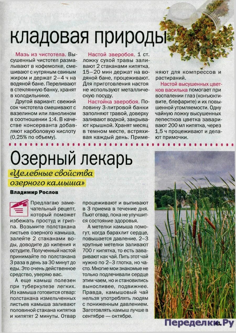 Рогоз широколистный. Рогоз typha latifolia. Польза камыша. Чем отличается камыш декоративный. Польза камыша.