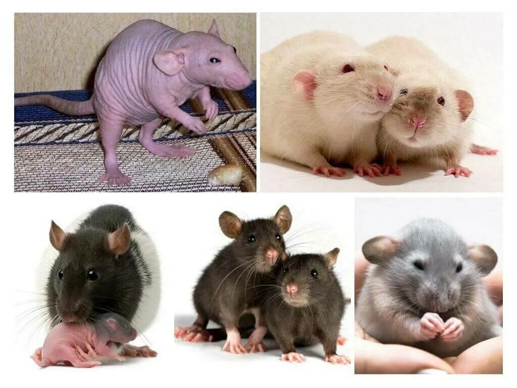 Сколько мышей. Декоративная крыса Дамбо. Декоративные крысы породы Дамбо. Декоративные крысы породы стандарт. Декоративные крысы породы Пасюк.