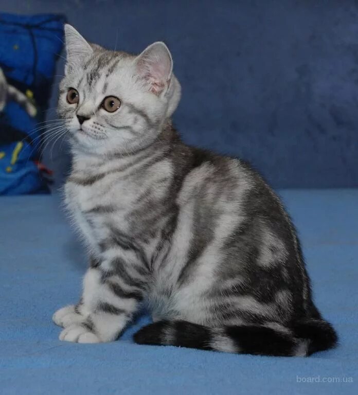 британский кот вискас. мраморный мэнкс табби. мраморный табби британец. мраморный табби британец. мраморный окрас котят.