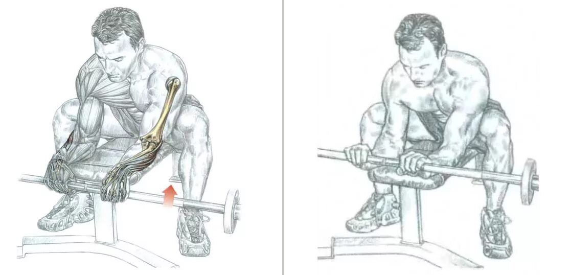 Разгибание запястий со штангой хватом сверху. Сгибание рук со штангой в запястьях хватом снизу. Упражнения для прокачки предплечья в зале. Как прокачать предплечье гантелями.