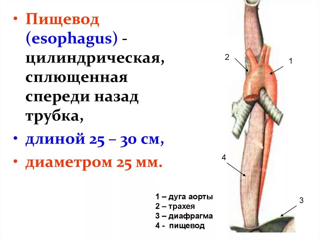 Пищевод. Пищевод человека. Строение пищевода. Пищевод вид сбоку. Пищевод простыми словами