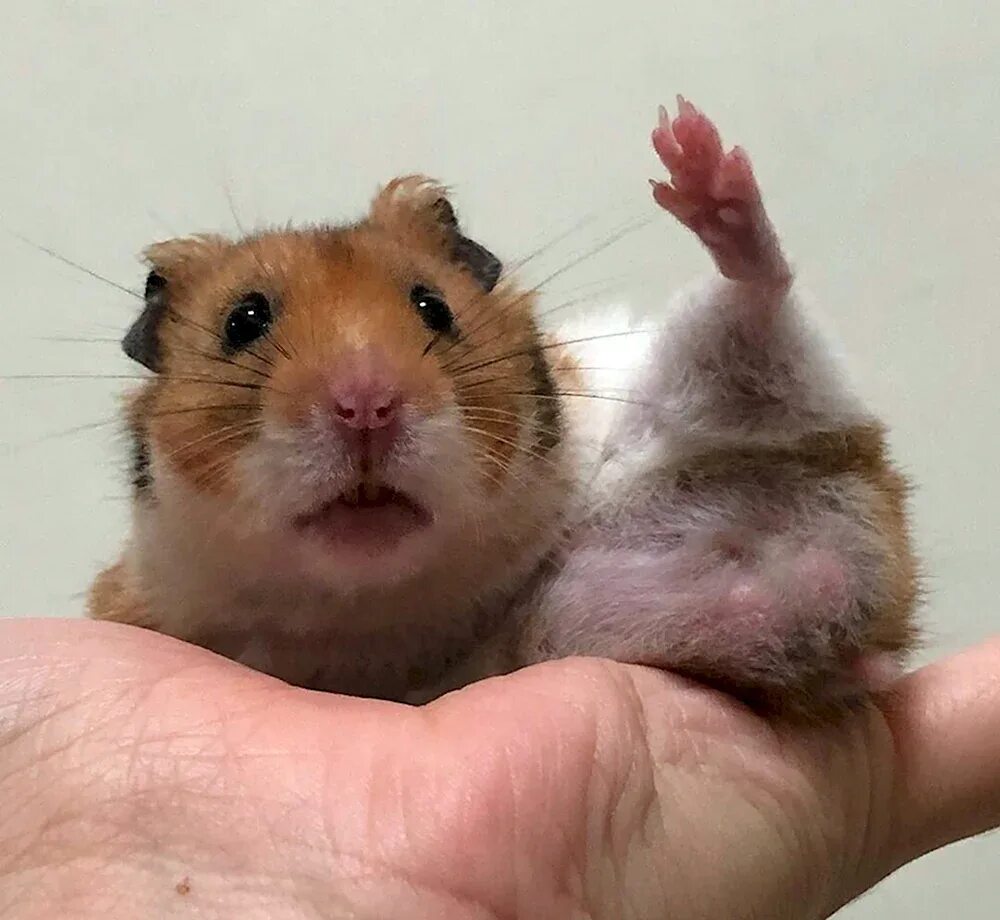 Милые хомяки. Funny hamster. Твиттер хомяк. Смешные хомячки. Бешеный хомячок.