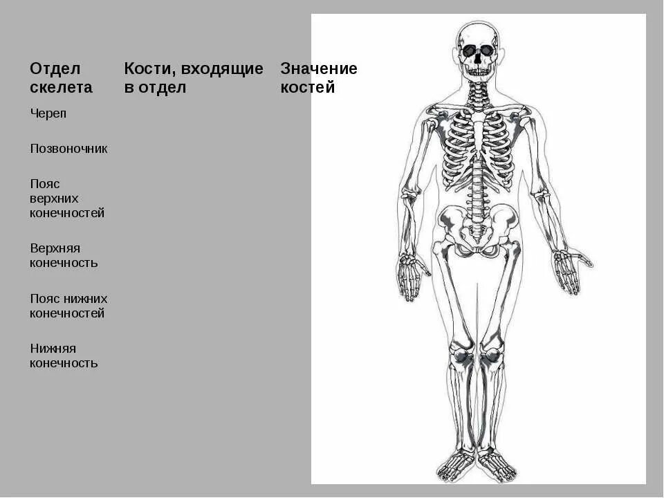 Отделы скелета. Строение ОДС человека. Строение скелета по отделам. Опорно двигательная система человека череп. Установить соответствие кости скелета человека