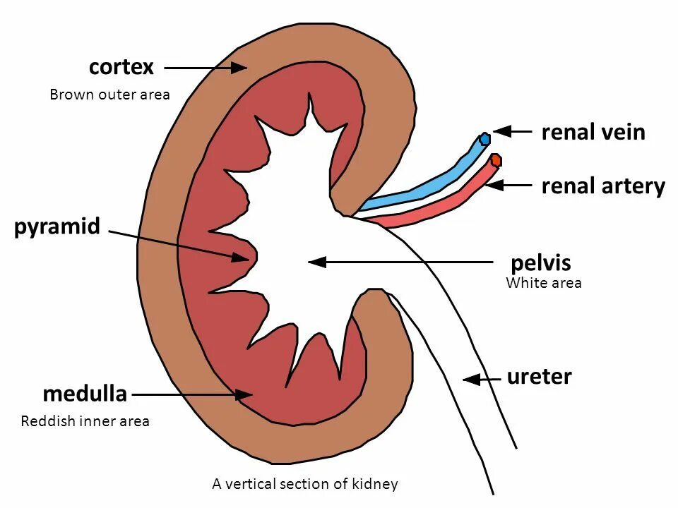 Kidney structure. Kidney function. Kidney Anatomy. Почки на английском. Кролог