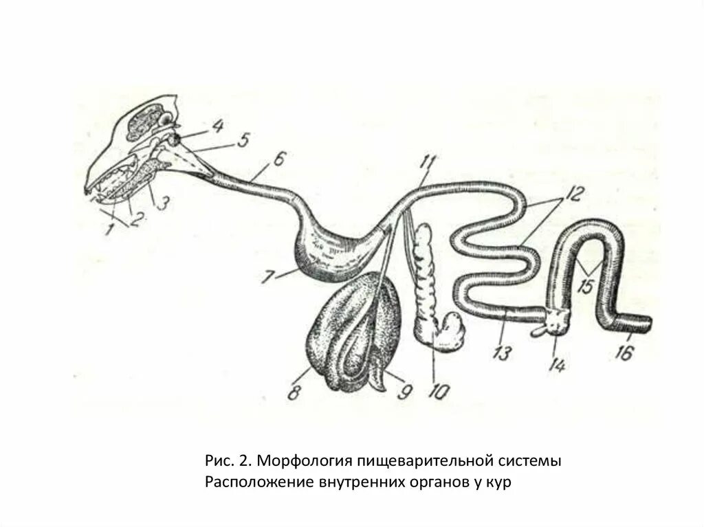 Пищевод собаки