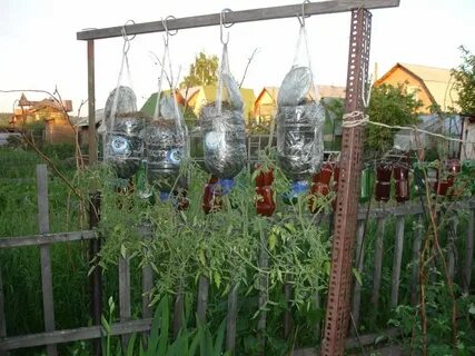 Выращивание помидоров в бутылках