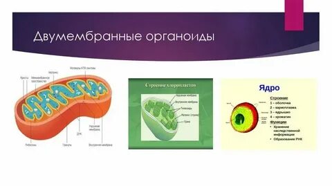 Какой органоид называют фабрикой белка