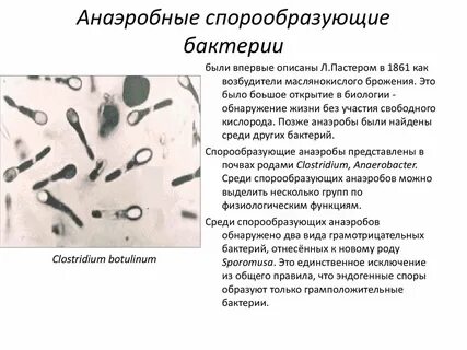 Споры образуют виды бактерий