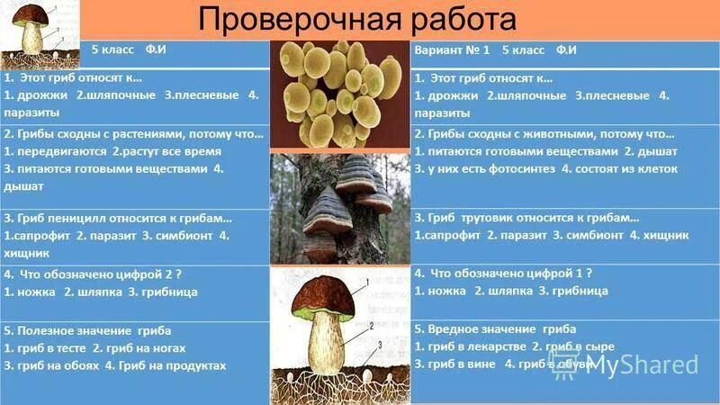 Тексты группы грибы. Характеристика шляпочных грибов 7 класс. Царство грибов Шляпочные. К шляпочным грибам относят. Строение и многообразие грибов.