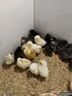 Сколько стоят двухнедельные цыплята