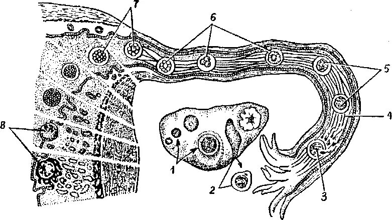 Продвижение яйцеклетки по маточной трубе. Путь яйцеклетки по маточной трубе. Схема путей яйцеклетки по маточной трубе. Движение зародыша по маточной трубе. Женские половые органы животных