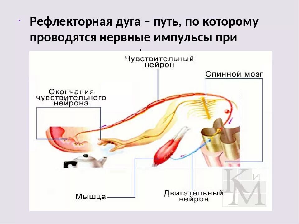 Рефлексы мышц