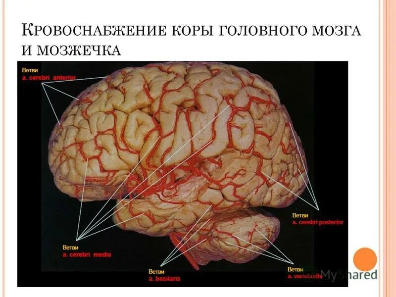 формирование коры мозга