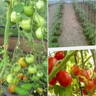 Выращивание помидор советы