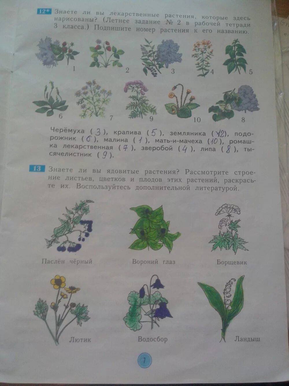 Задания по кубановедению 2 класс. Растения 1 класс окружающий мир. подпиши названия растений. названия растений в тетрадь.