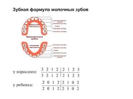 Зубная формула взрослого человека схема