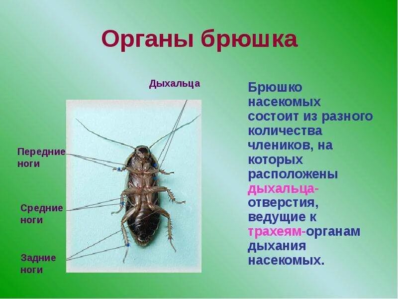 Строение брюшка черного таракана. Органы расположенные на брюшке у насекомых. Брюшко насекомых состоит из. Внешнее строение насекомых. Насекомое работающая на органы