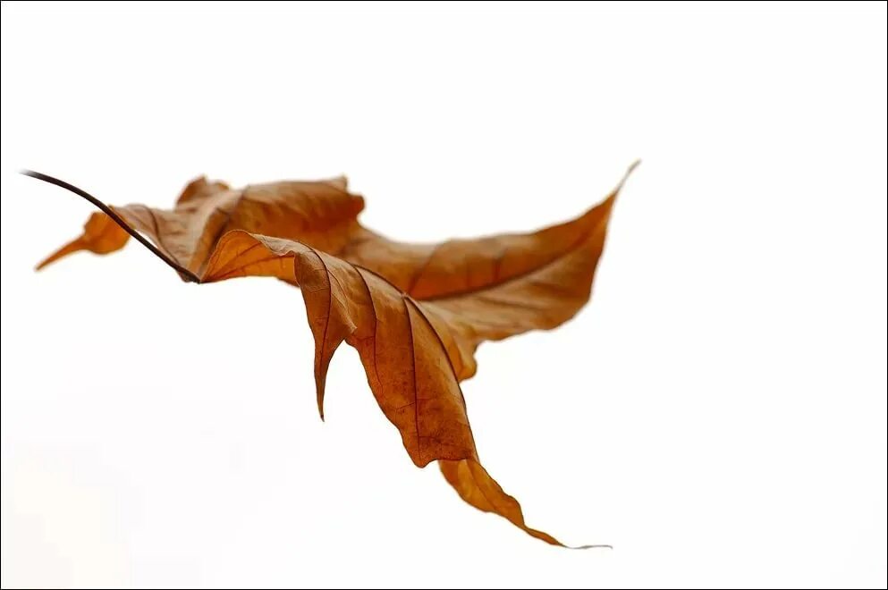 Зеленый лепесток. Лист на ветру. Листья летят. Летающие листья. Листочки летают.