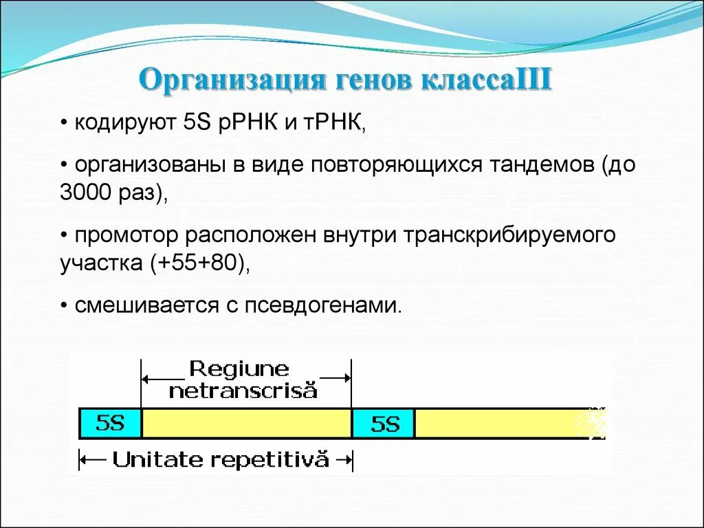 Строение Гена. Строение генов класса 2. Структура генов. Структура генов II класса.