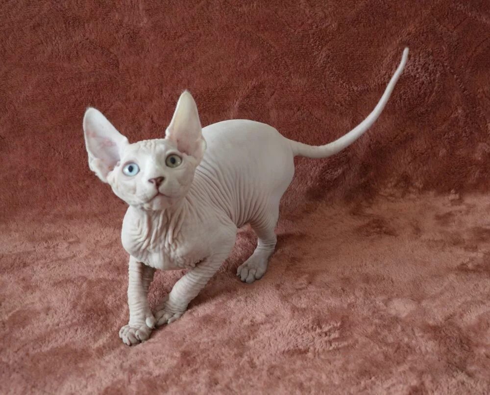 донской сфинкс белый. канадский сфинкс котенок белый. котенок белого сфинкса. сфинкс кошка белая. кот сфинкс белый.