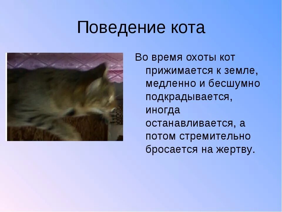 Описание поведения кота. Поведение домашних кошек. Повадки домашних животных кошек. Кошки повадки и поведение.