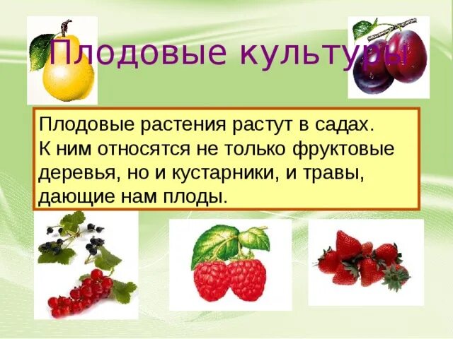 Что относится к плодовым. Плодовые культурные растения. Плодовые культурные растения 2 класс. Плодовые культуры 2 класс окружающий мир. Плодовые культурные растения 2 класс окружающий.