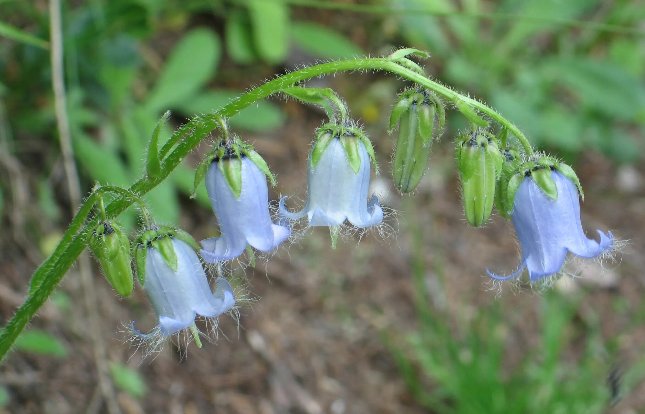 Колокольчик поникший. Колокольчик точечный "Silver Bells" (Campanula punctata). Колокольчик поникающий. Чилийский колокольчик. Колокольчик Альпийский кустовой.