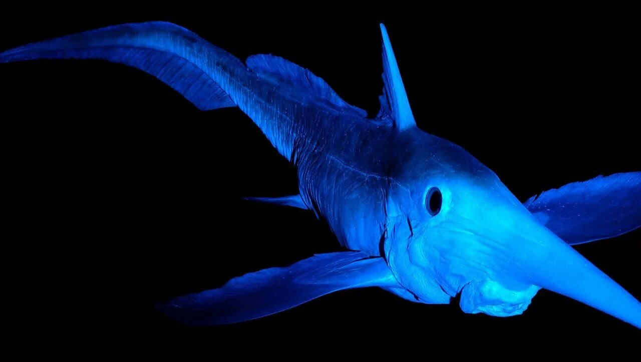 Отряд химерообразные. Химера рыба. Chimaera monstrosa. Химеры цельноголовые. Chimaera monstrosa.