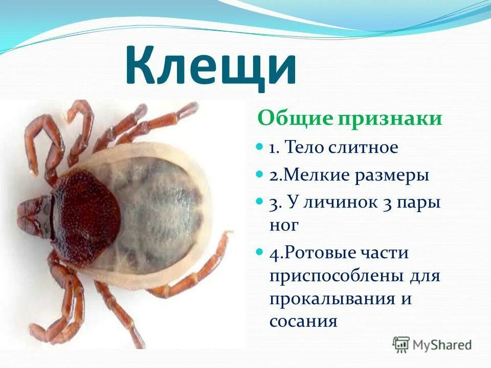 сколько конечностей у клещей. клещ пар ног. таежный клещ личинка нимфа имаго строение. клещи мелкие паукообразные. таежный клещ (ixodes persulcatus) нимфа.