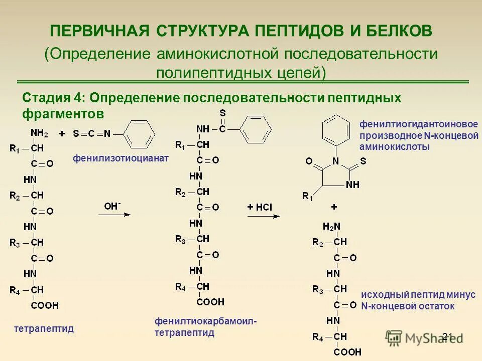 Содержит информацию о первичной структуре полипептида. Первичная структура белка. Первичная структура белка биохимия кратко. Содержит информацию о первичной структуре полипептида. Содержит информацию о первичной структуре полипептида.