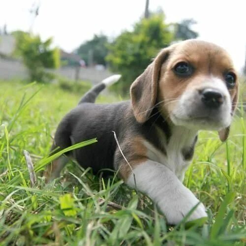 Бигль щенки фото маленьких Acquire fantastic pointers on "beagle puppies". They are on call for you on our