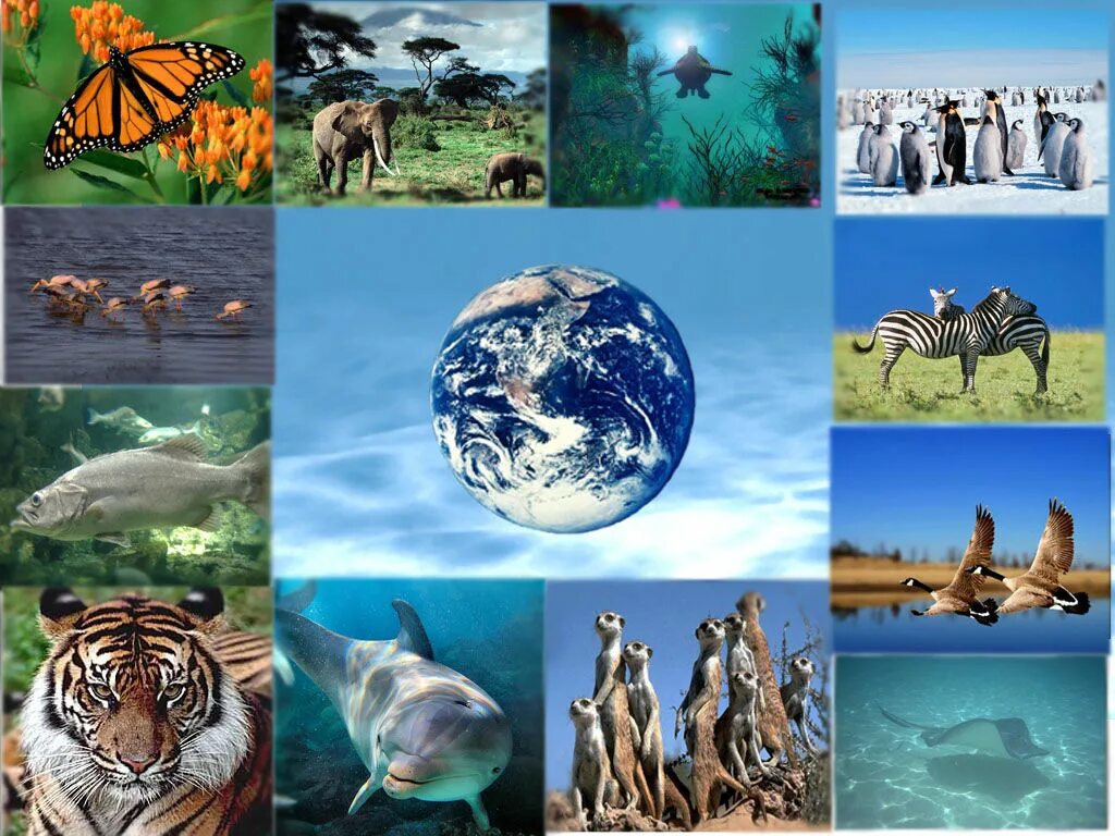 Биологическое разнообразие. Биоразнообразие земли. Уменьшение биоразнообразия. Многообразие видов.