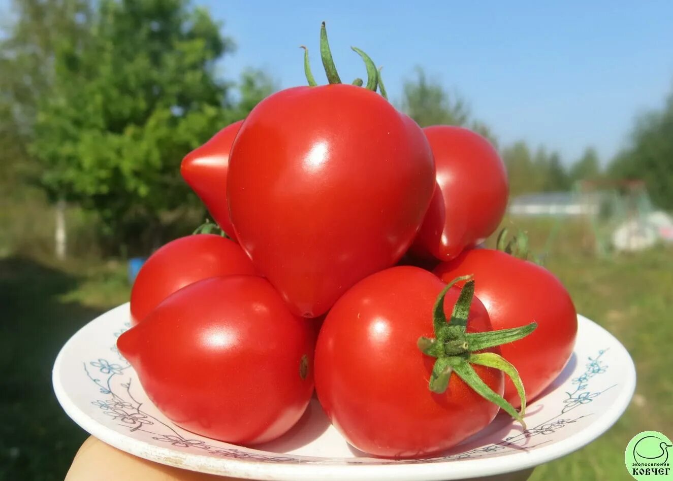 Какие сорта томатов лучшие. Томат сорт паленка f1. Сибирские низкорослые сорта томатов. Черри низкорослые сорта. Томат торнадо f1.