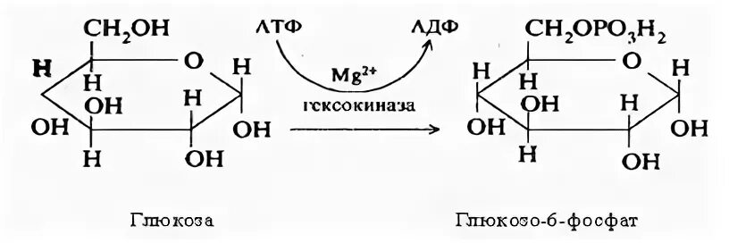 Глюкоза в воде образует. Глюкоза в глюкозо 6 фосфат. D Глюкоза 6 фосфат. Глюкоза превращается в глюкозо-6-фосфат. Глюкоза в глюкозо 6 фосфат реакция.