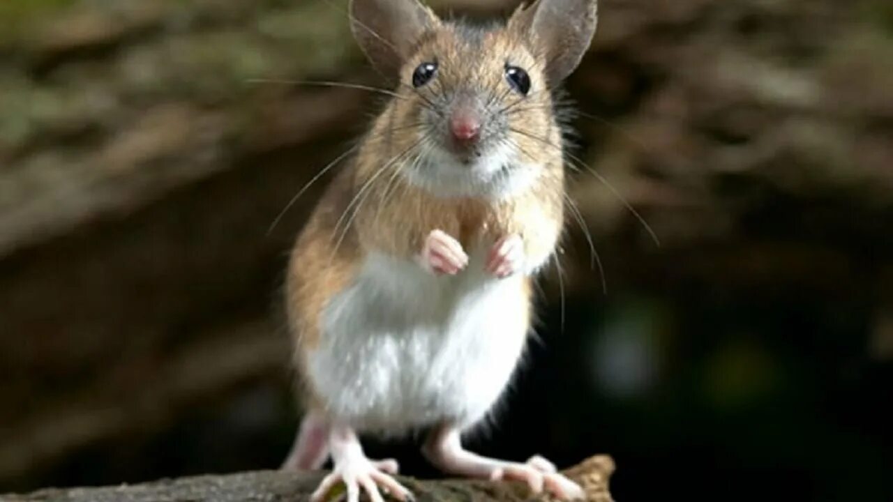 Мышь. Мышка животное. Мышь серая обыкновенная. Дикая мышь. Sibm mouse