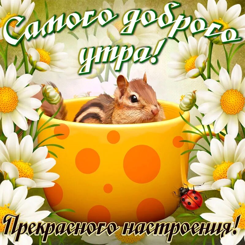 Прекрасного дня и бодрого настроения. Дорого утра и хорошего настроения. доброго утра и хорошеготнастроения. открытки доброе утро. доброе утро хорошего настроения.
