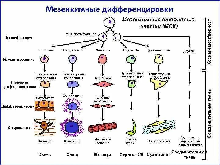 Мезенхимальные стволовые клетки дифференцировка. Схема дифференцировки стволовых клеток. Стволовая клетка дифференцировка. Дифференцировка мезенхимы. Образование неспециализированной клеточной массы развитие генеративных