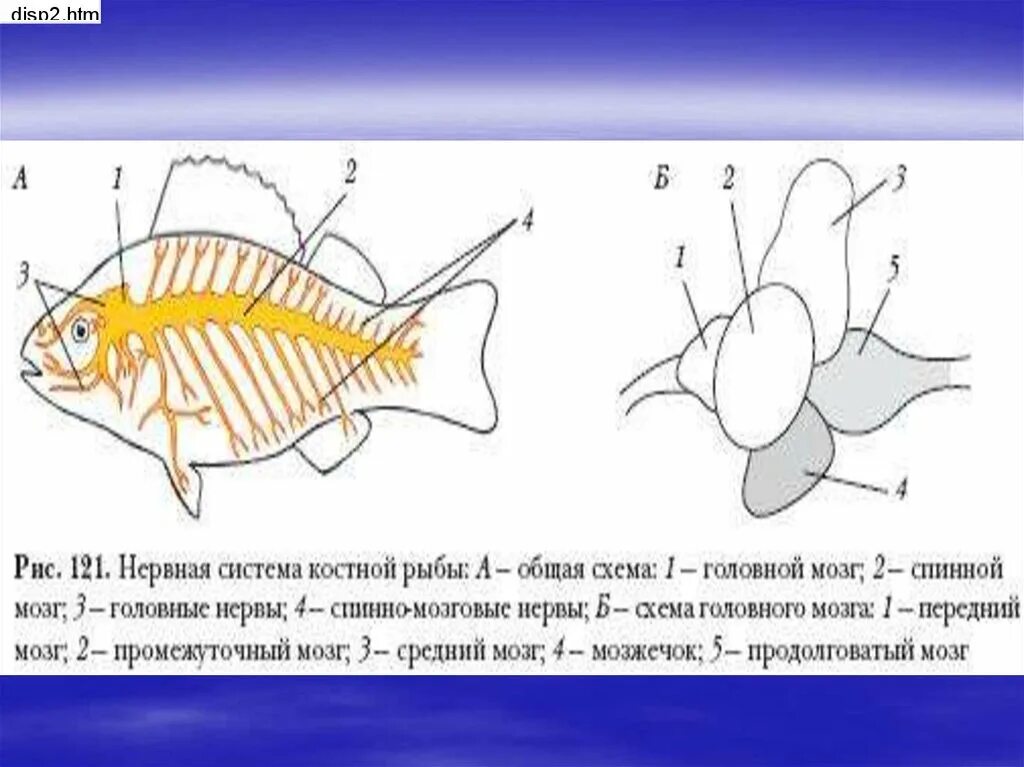 Какой мозг у рыб. Нервная система костных рыб схема. Нервная система костной рыбы 7 класс. Нервная система костной рыбы биология 7 класс. Строение нервной системы костных рыб.